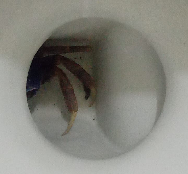 Read more about the article My Pet Toilet Crab